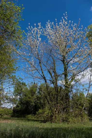 Parc du Limancet St Medard arbre fleuri.